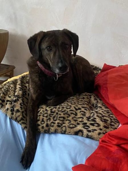 Teo - lieber Rüde sucht ein Zuhause