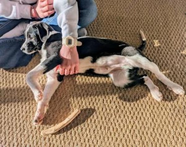 Kirby - Kleiner Strolch sucht Zuhause 🐾