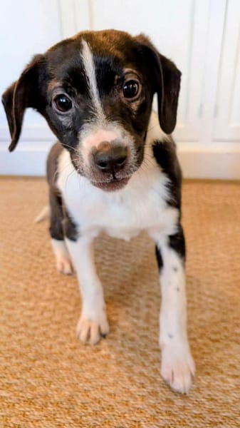 Kirby - Kleiner Strolch sucht Zuhause 🐾