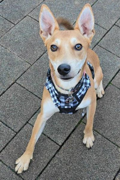 Kenny ist sehr lieb und verspielt !