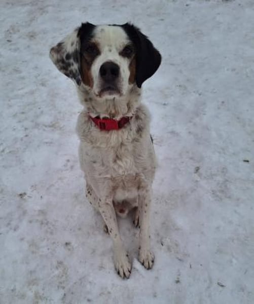 Pisolo - wer gibt ihm Sicherheit?