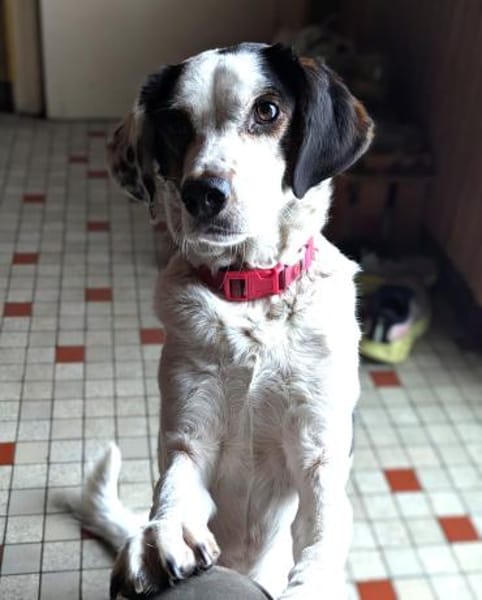 Pisolo - wer gibt ihm Sicherheit?