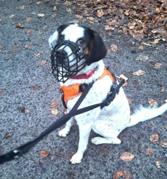 Pisolo - wer gibt ihm Sicherheit?