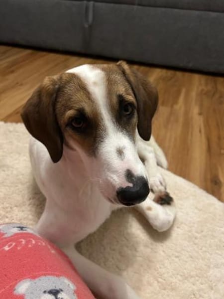 Zuhause gesucht für Ida