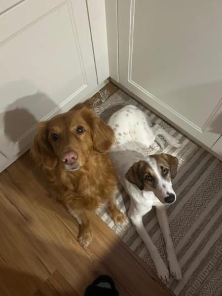 Zuhause gesucht für Ida