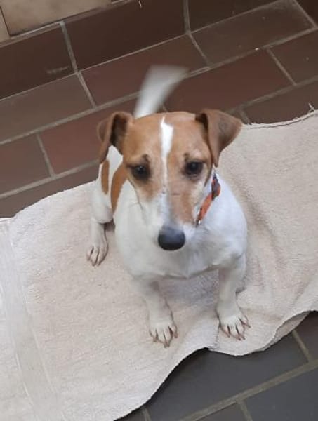 Judy Marie kleine aktive Hundedame