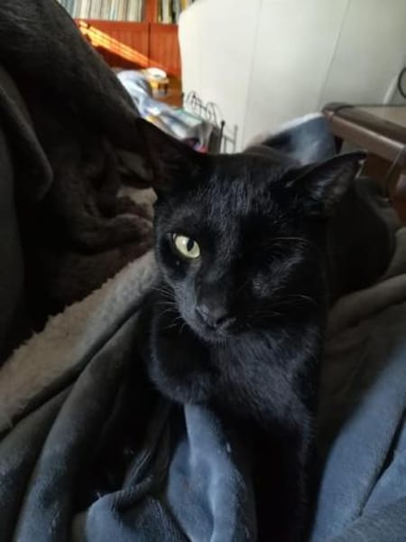 Dylan aus dem Tierschutz