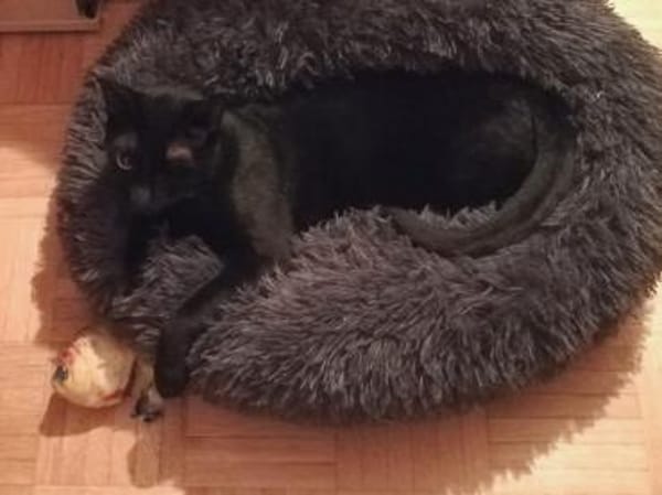 Dylan aus dem Tierschutz