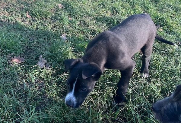 ARETHA (réservée) OAA19914