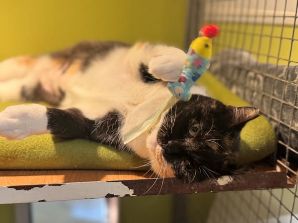 RAIA (réservée) A17234