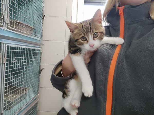 PAVONES QCT (réservé)