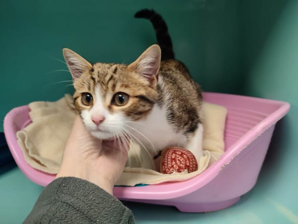 PAVONES QCT (réservé)