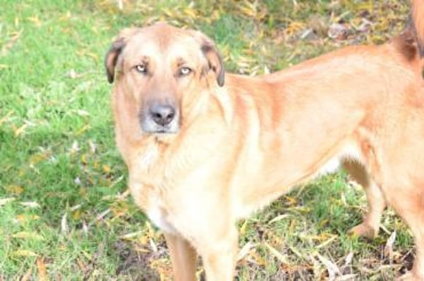 Sanft, kinderlieb mit offenem Wesen ...