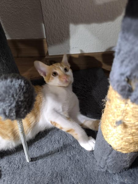 Kleine tapfere Katze Marley / ATAXIE