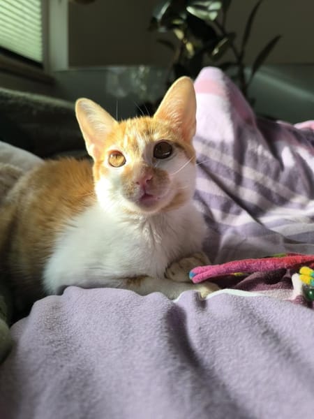 Kleine tapfere Katze Marley / ATAXIE