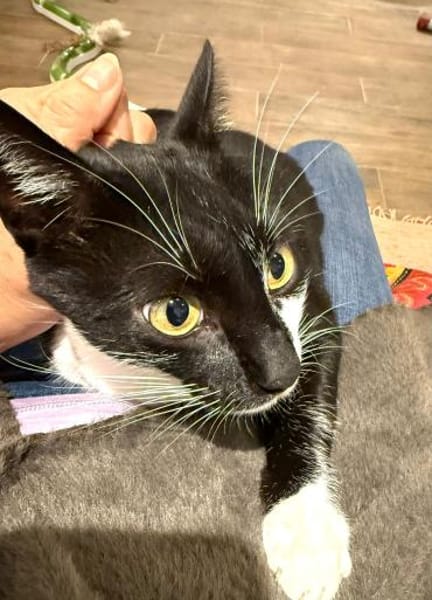 Lebhafter, sozialer Kater Theo