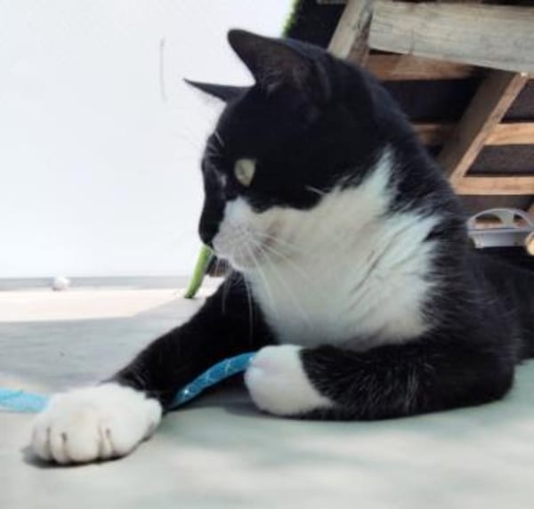 Lebhafter, sozialer Kater Theo