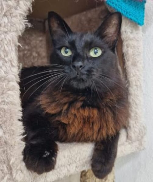 Anhängliche Katzenmädchen Phoebe & Mimi