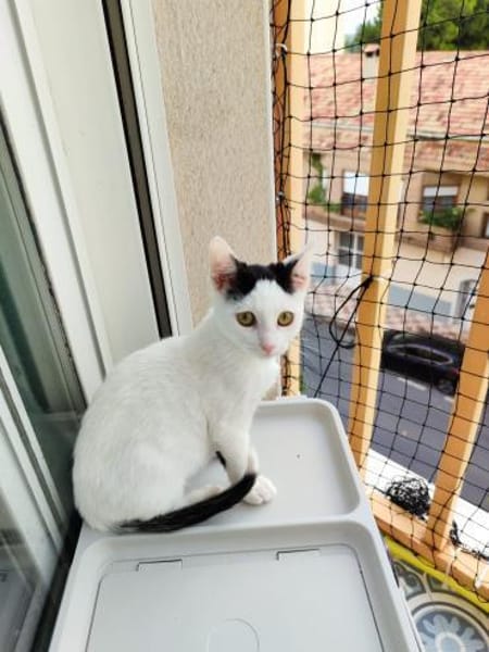 Junger, fröhlicher Kater Lisboa