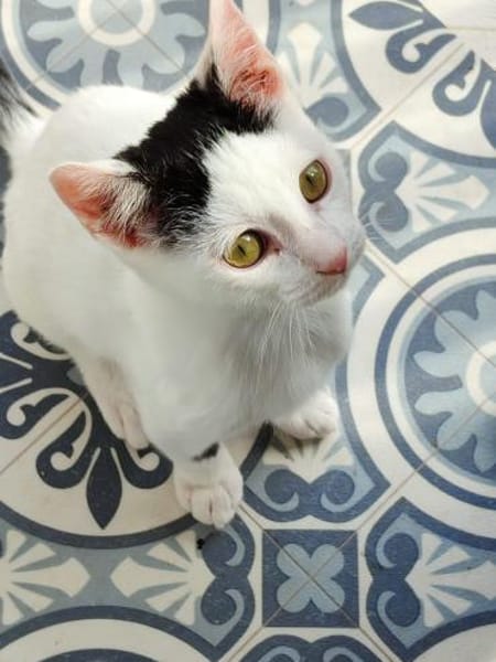 Junger, fröhlicher Kater Lisboa