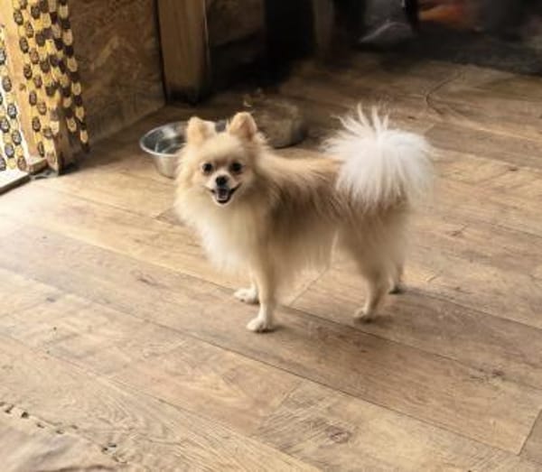 Cookie ein kleines Pomeranien Mädchen