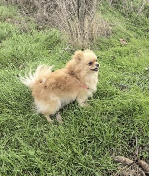 Cookie ein kleines Pomeranien Mädchen