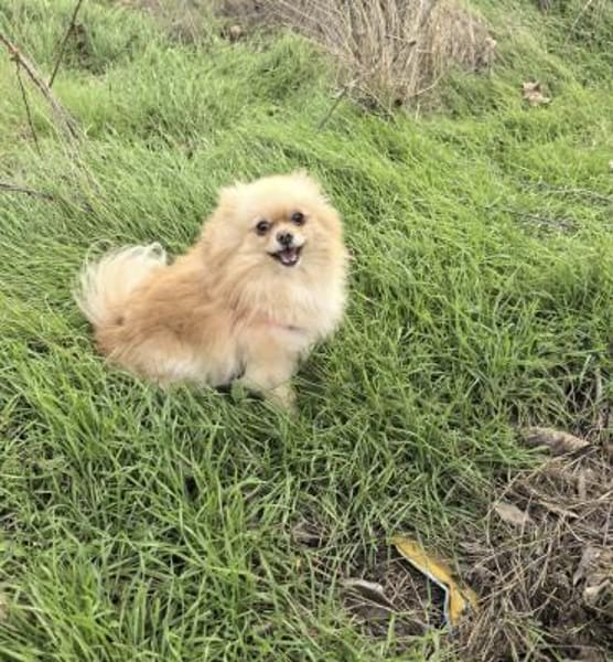 Cookie ein kleines Pomeranien Mädchen