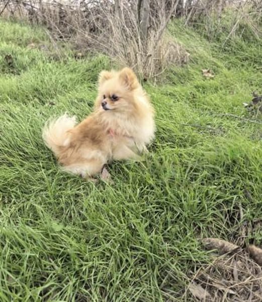 Cookie ein kleines Pomeranien Mädchen
