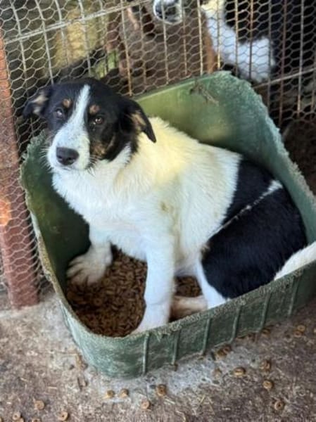 XYRIA-wunderschöne Jung-Hündin,35 cm