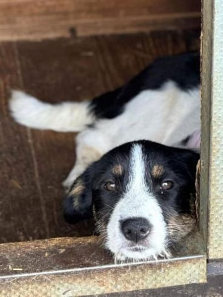 XYRIA-wunderschöne Jung-Hündin,35 cm