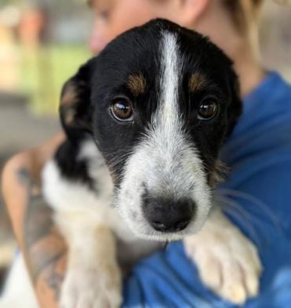 XYRIA-wunderschöne Jung-Hündin,35 cm