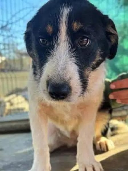 XYRIA-wunderschöne Jung-Hündin,35 cm