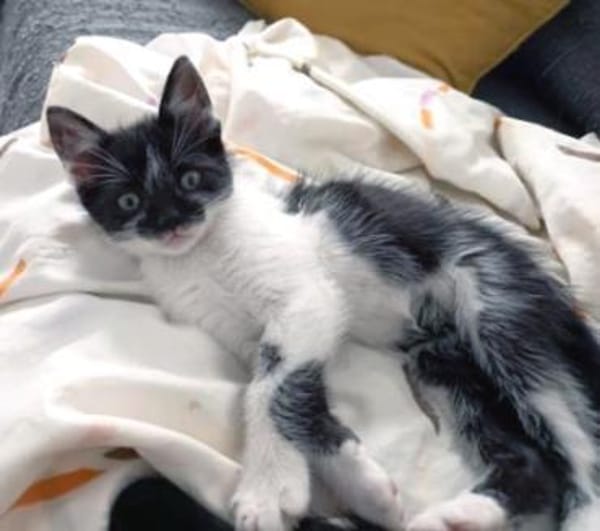 Junger, lieber Kater Leo