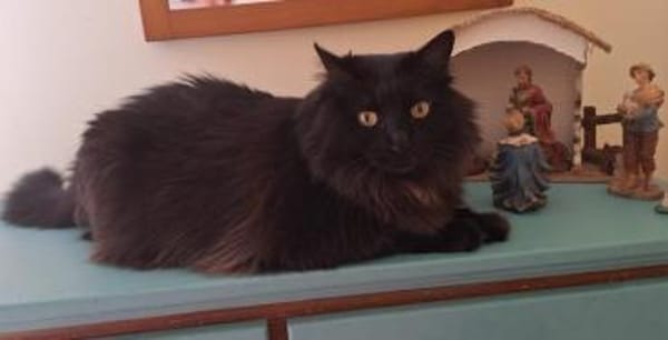 Verschmuster Langhaar-Kater Conquito