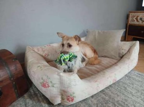 Kiki - die liebe Grinsemaus