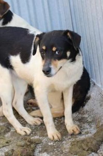 Bia - verspielt u. zutraulich