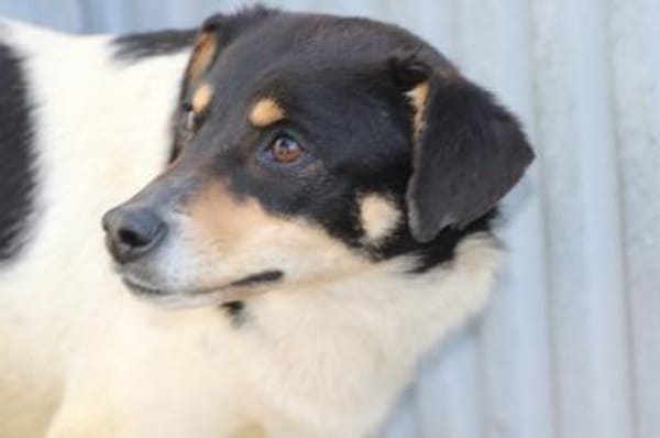 Bia - verspielt u. zutraulich