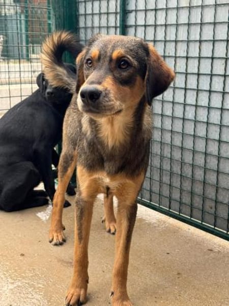 Hübscher Jack sucht ein Zuhause