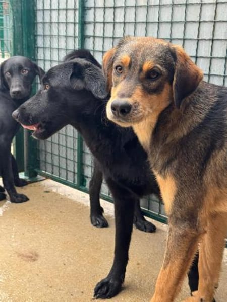 Hübscher Jack sucht ein Zuhause