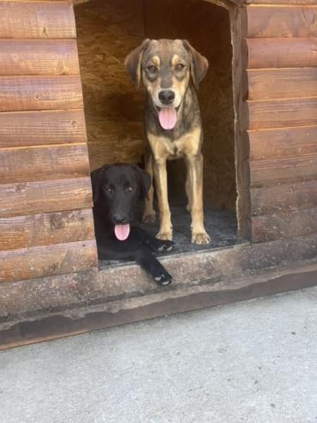 Hübscher Jack sucht ein Zuhause