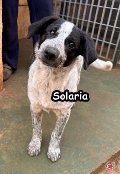 SOLARIA