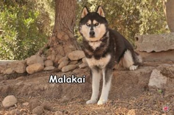 MALAKAI