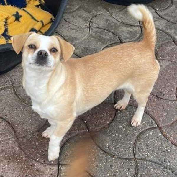 Coco ❤ verschmustes Hundemädchen