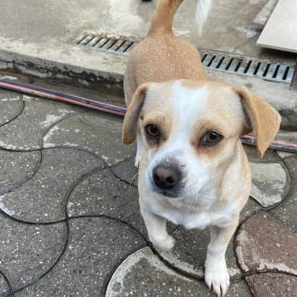 Coco ❤ verschmustes Hundemädchen