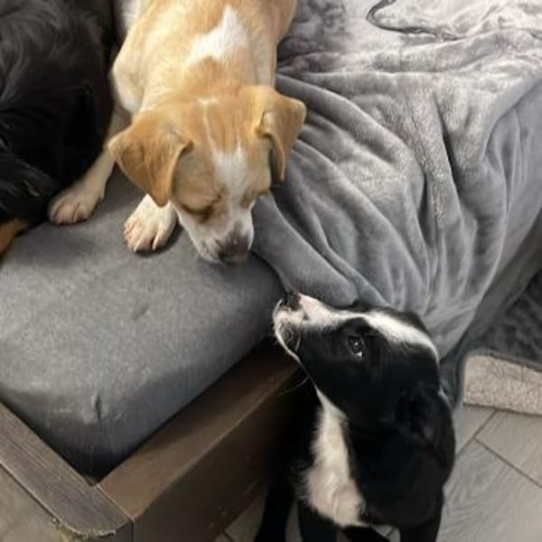 Coco ❤ verschmustes Hundemädchen