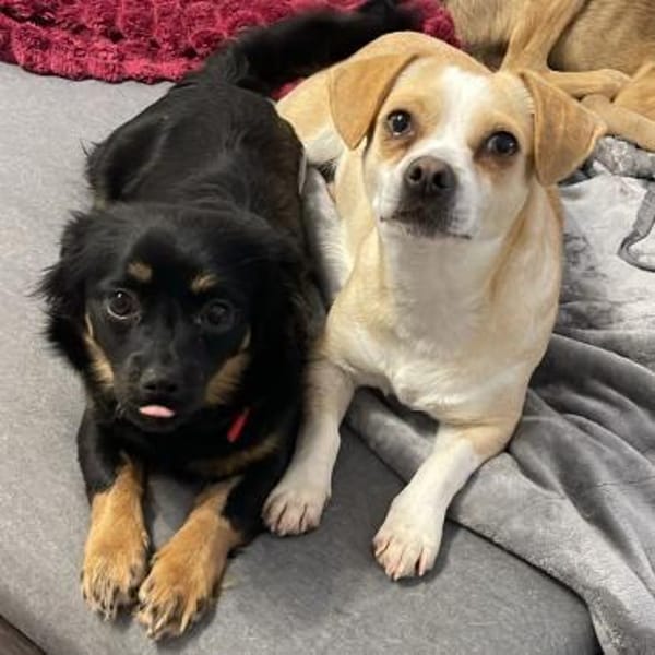 Coco ❤ verschmustes Hundemädchen