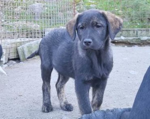 Notfellchen SHADOWin 69198 Schriesheim