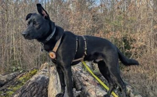 Zuhause gesucht für Leno