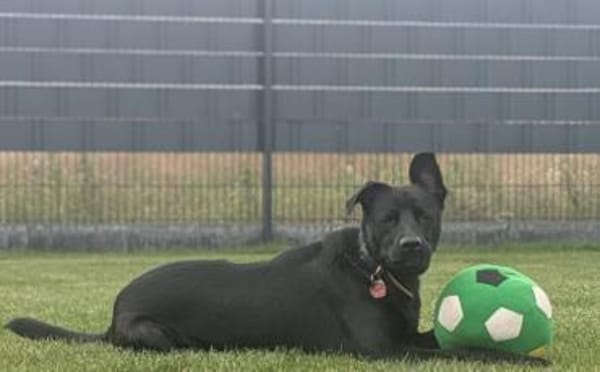 Zuhause gesucht für Leno