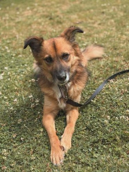 Kali - ein hübscher Quatschkopf